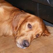 Blanding af racer Bamse