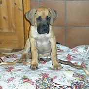 Blanding af racer Baloo