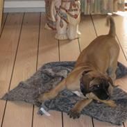 Boerboel Clyde - R.I.P