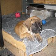 Boerboel Clyde - R.I.P