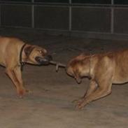 Blanding af racer Achina & Pablo