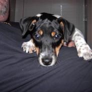 Dansk svensk gaardhund sweedie