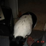 Dansk svensk gaardhund sweedie