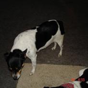 Dansk svensk gaardhund sweedie