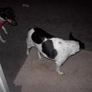 Dansk svensk gaardhund sweedie