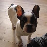 Fransk bulldog Elvis
