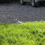 Jack russell terrier Bandit