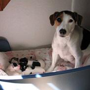 Jack russell terrier Bandit