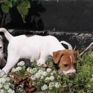 Jack russell terrier Bandit