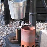 Jack russell terrier Bandit