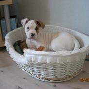 Amerikansk bulldog basse (RIP MIN SKAT)