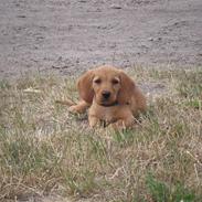 Basset fauve de bretagne Fenja 'RIP'