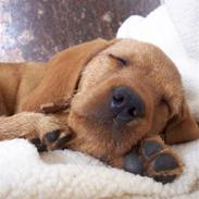 Basset fauve de bretagne Fenja 'RIP'
