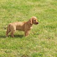 Basset fauve de bretagne Fenja 'RIP'