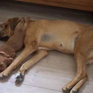 Basset fauve de bretagne Fenja 'RIP'