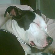 Amerikansk staffordshire terrier Chilli