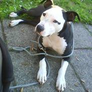 Amerikansk staffordshire terrier Chilli