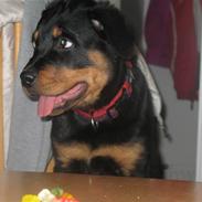 Rottweiler Gisken von Haus Nomis