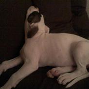 Amerikansk bulldog Tikka