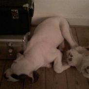 Amerikansk bulldog Tikka