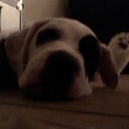 Amerikansk bulldog Tikka