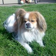 Blanding af racer Gismo