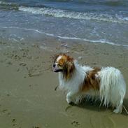 Blanding af racer Gismo