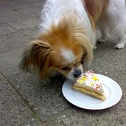 Blanding af racer Gismo