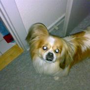 Blanding af racer Gismo