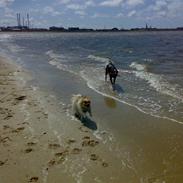 Blanding af racer Gismo