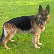 Schæferhund ravnerocks kimbo