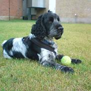 Cocker spaniel pluto