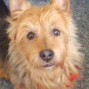 Australsk terrier Tholi Wictor (rasmus)