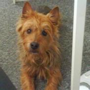 Australsk terrier Tholi Wictor (rasmus)
