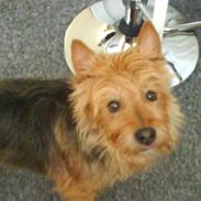 Australsk terrier Tholi Wictor (rasmus)