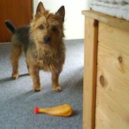 Australsk terrier Tholi Wictor (rasmus)