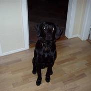 Labrador retriever Kato