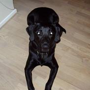 Labrador retriever Kato