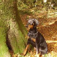 Dobermann Dina (Demi More) R.I.P.