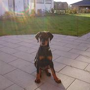 Dobermann Dina (Demi More) R.I.P.