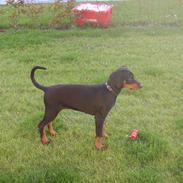 Dobermann Dina (Demi More) R.I.P.