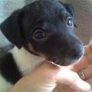 Dansk svensk gaardhund GUCCI