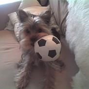 Yorkshire terrier Miko