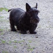 Skotsk terrier sofiendal`s final cut