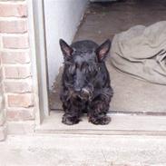 Skotsk terrier sofiendal`s final cut