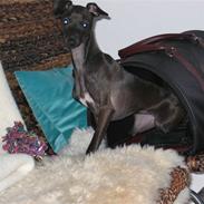 Italiensk mynde Bella