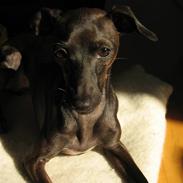 Italiensk mynde Bella