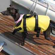 Italiensk mynde Bella