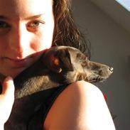 Italiensk mynde Bella