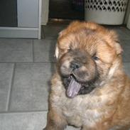 Chow chow Balder